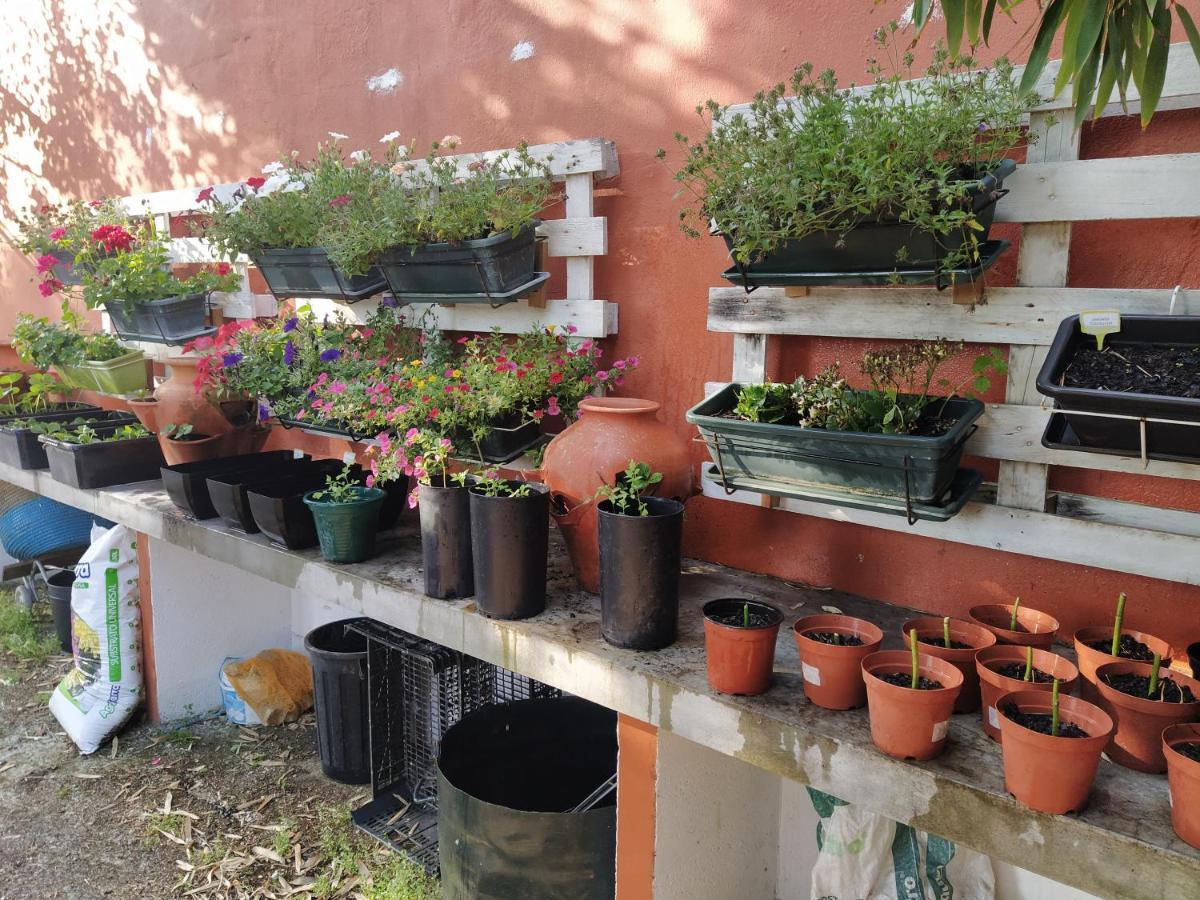 Affittacamere Casa Dos Arrabidos Torres Novas Esterno foto
